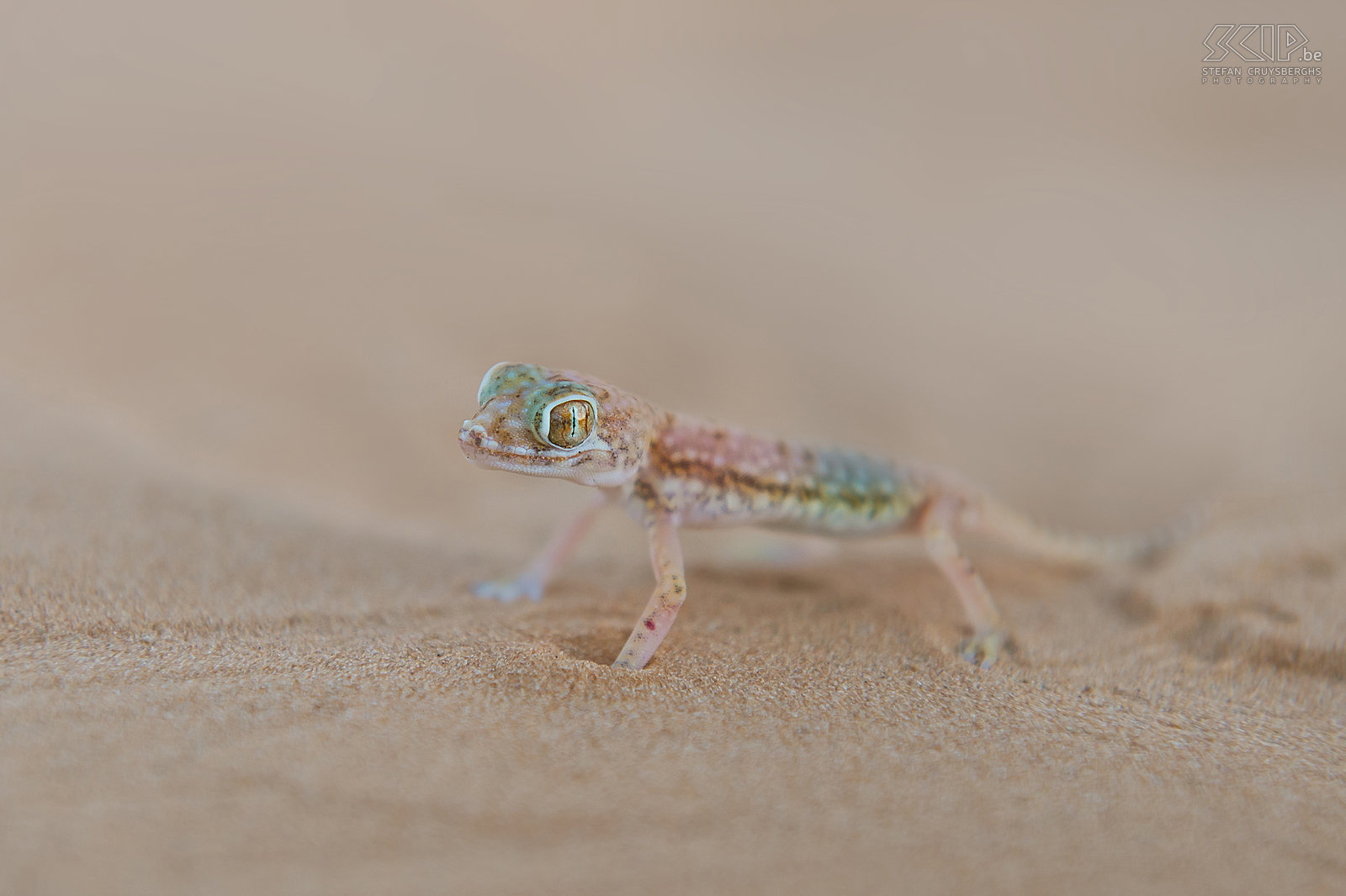 Zand gekko Tijdens onze laatste ochtend in de woestijn vond ik een prachtige kleine hagedis. Dit beestje is een Zand gekko/Dunvingergekko (Stenodactylus petrii) en het is maar 5cm lang. Stefan Cruysberghs